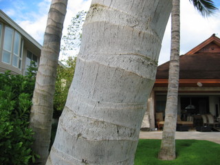 Clean palm stem